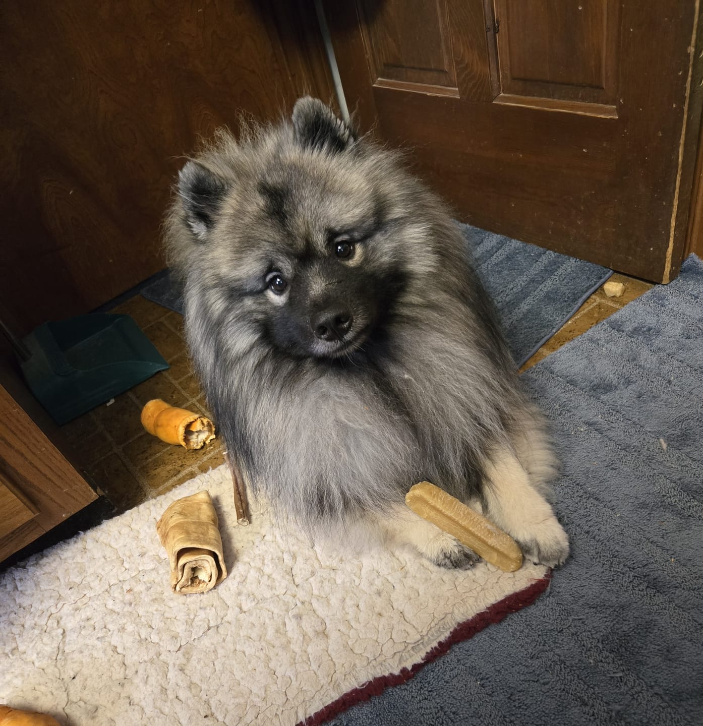 Customer photo review of Himalayan Yak Chew (LARGE)