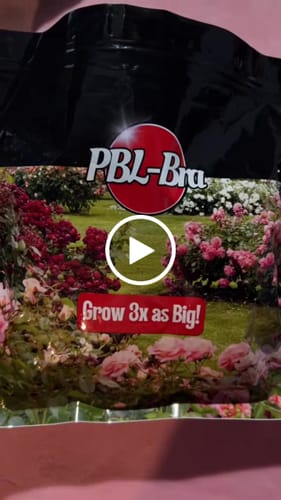 Customer video review of PBL PUSH-UP BRA