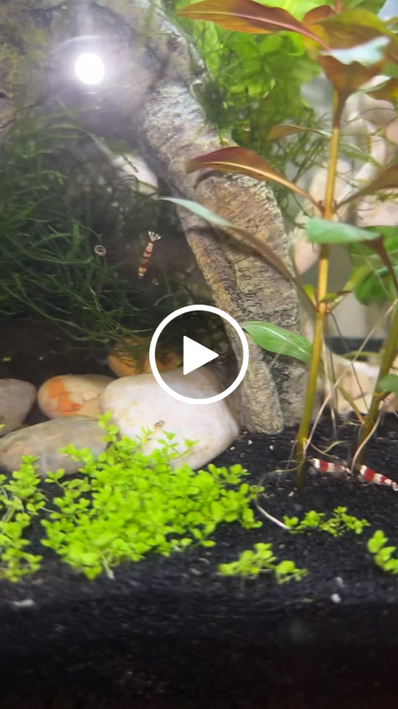Customer video review of Crystal Red Shrimp
