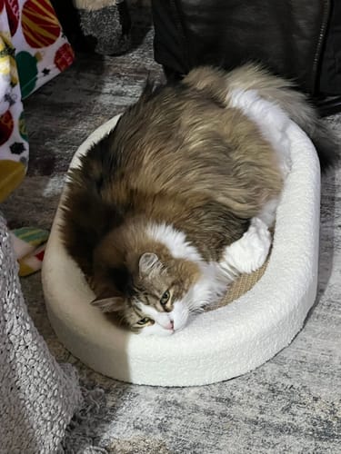 Customer photo review of ScratchLounge