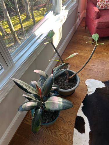 Customer photo review of Fungus Gnat Death Drops