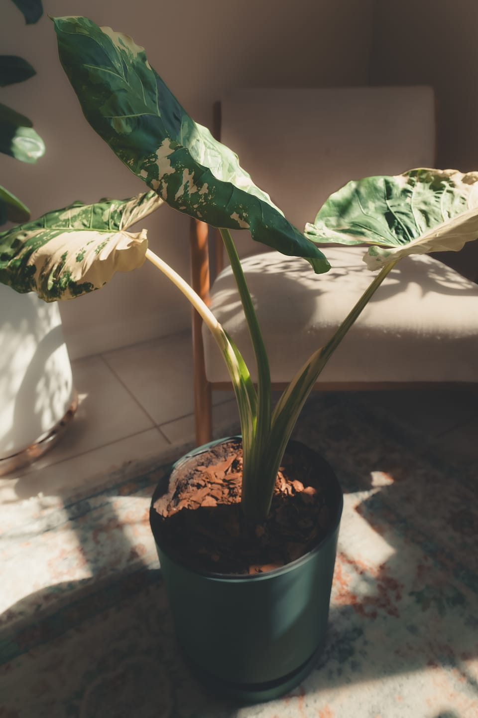 Customer photo review of Alocasia Macrorrhiza Variegata, Collectors Rare And Exotic.