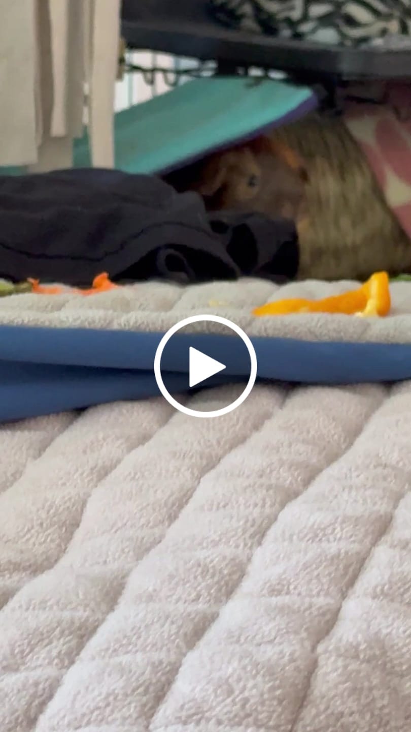Customer video review of Premium GuineaDad Liner
