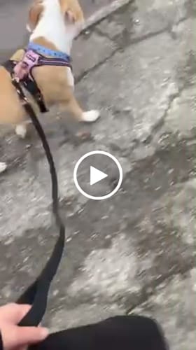 Customer video review of 1.4m Billowthane® Swivel Lead | Waterproof - Matte Rose Gold