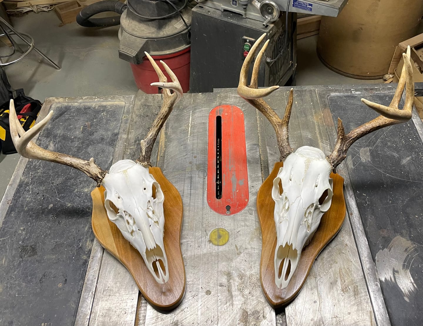 Customer photo review of Award / Taxidermy Mount Plaque Style 4 (Euro Deer) - Acrylic Router Template