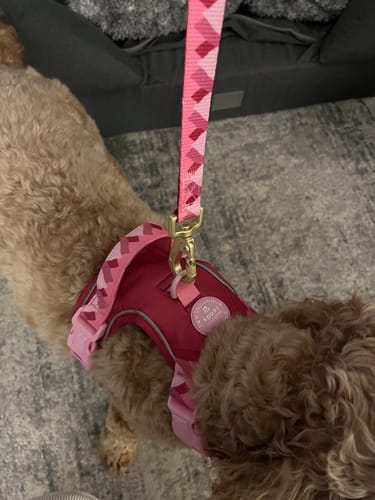 Customer photo review of Tough Trails™ Harness - Walkies Ready® Raspberry Pink