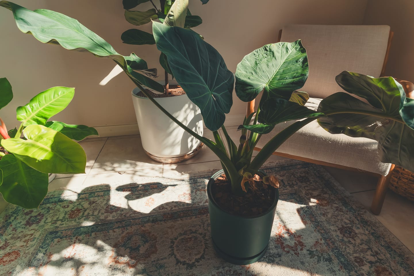 Customer photo review of Alocasia Regal Shields, Elephant Ears Live Tropical Plant