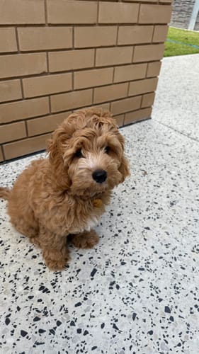 Customer photo review of Bugsy's Air-Dried Chicken