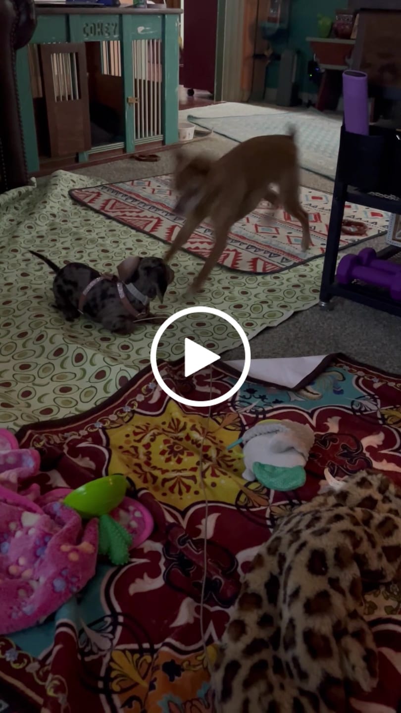 Customer video review of Pup Stack