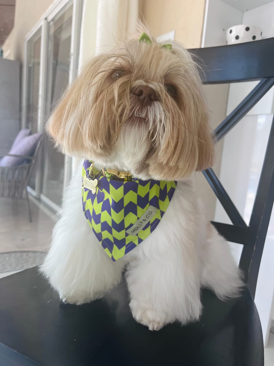 Customer photo review of Fetch Master - Dog Bandana
