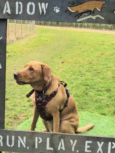 undefined review of Tough Trails™ Harness Lucky Dip image 1 out of 2