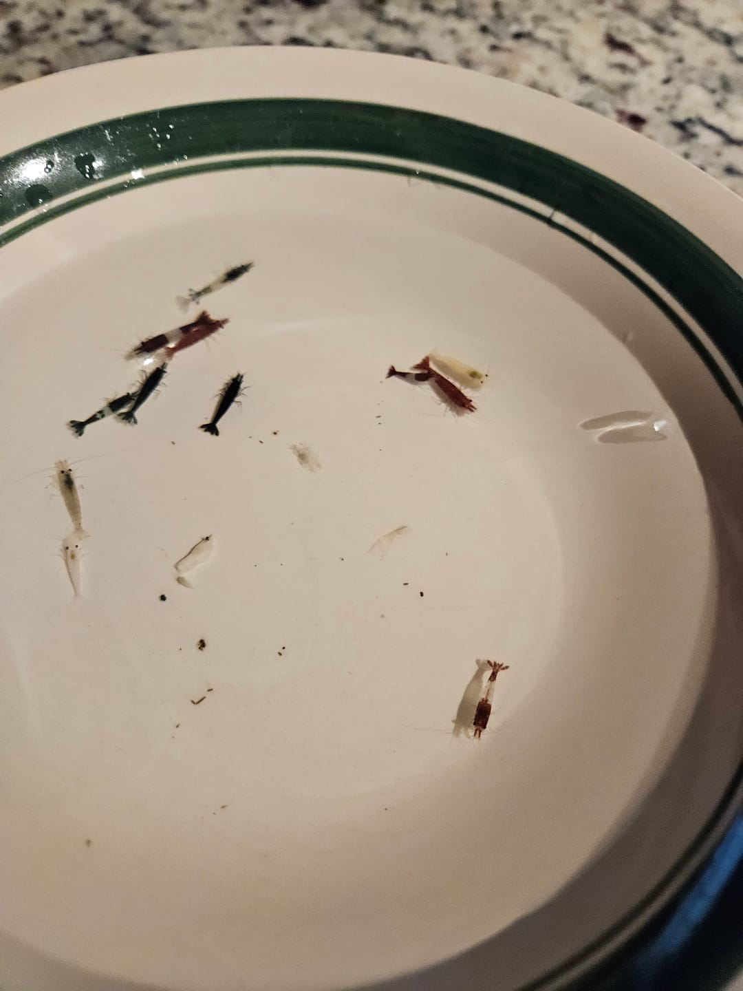 Customer photo review of Christmas Shrimp Pack "NEW"