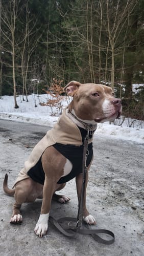 Customer photo review of Dog Fleece With Zip - Tan