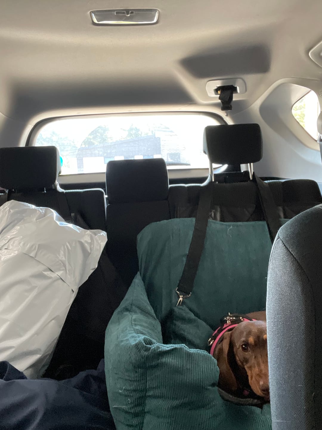 Customer photo review of PaWz Dog Car Booster Seat