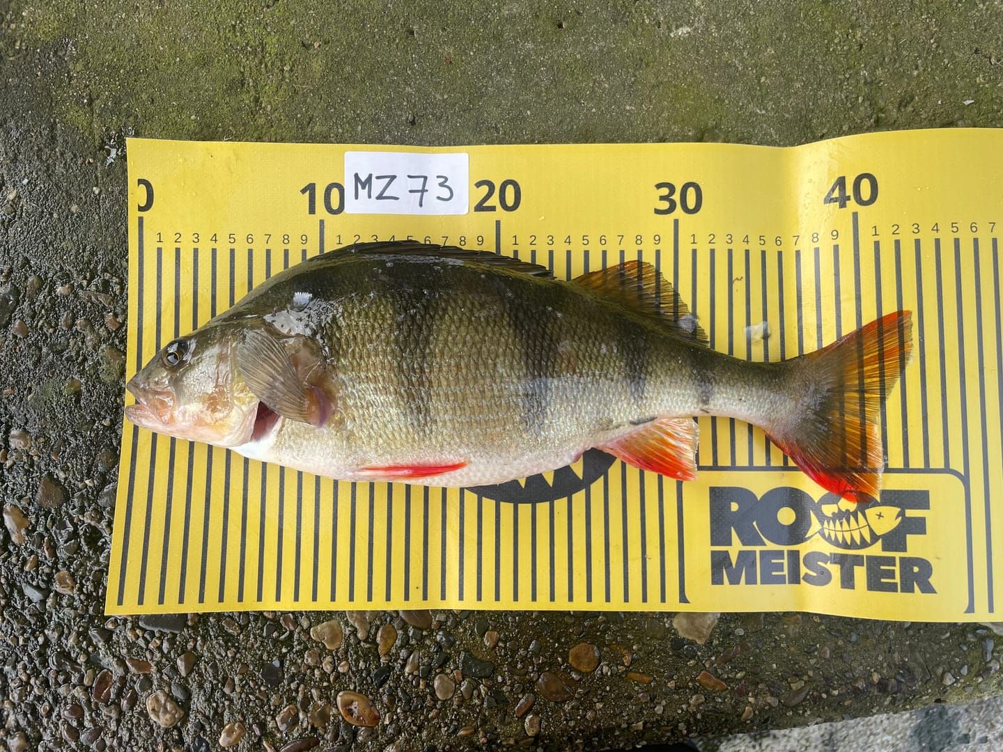 Customer photo review of Lure Drop
