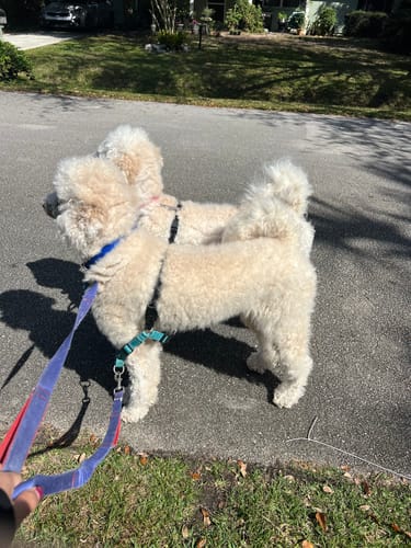 Customer photo review of furMe™️ Professional PLUS Pet Grooming Vacuum Kit