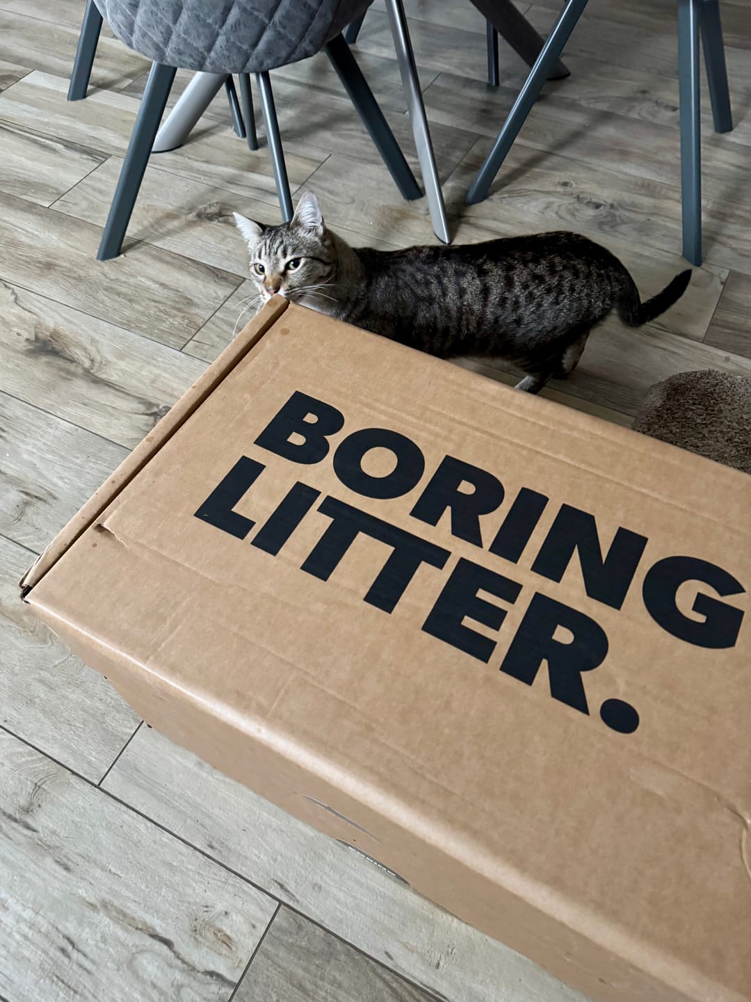Customer photo review of BORING LITTER - Lettiera in Acciaio INOX