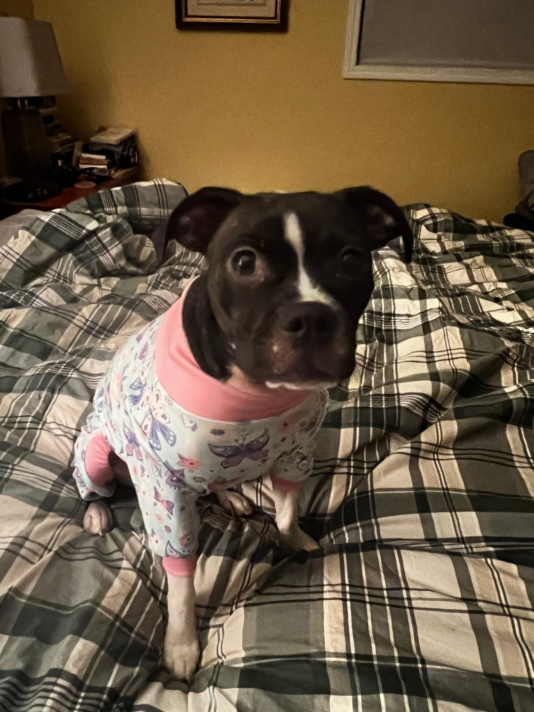 Customer photo review of Dog Pajama - Butterfly