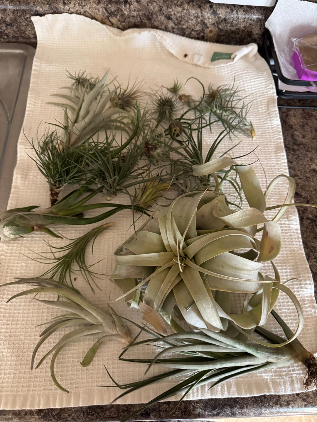Customer photo review of B Quality Greenhouse Mix 10 Plant Pack