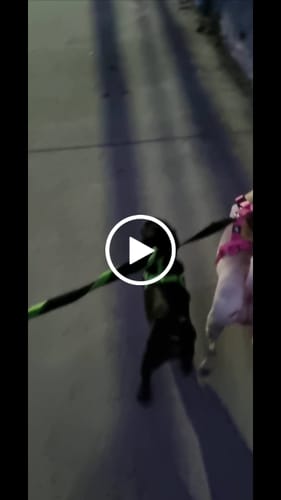 Customer video review of Arnés Mini-Strap para Perros - Street Dogs - Pink