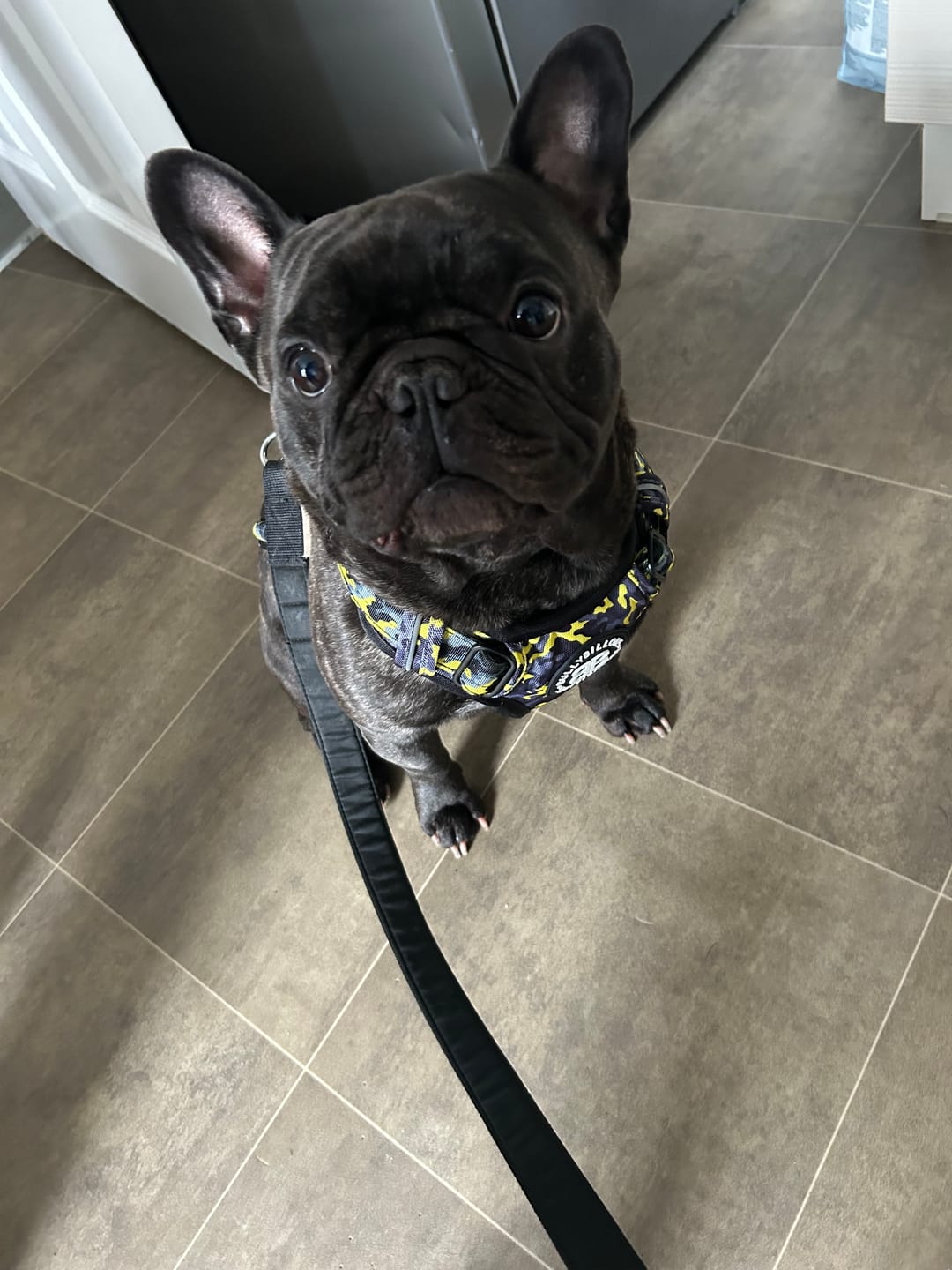 Customer photo review of Comfort Premium Harness | Non Restrictive - Lightning