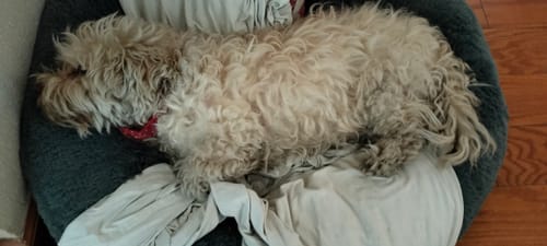 Customer photo review of Cama Antiestrés Para Perros