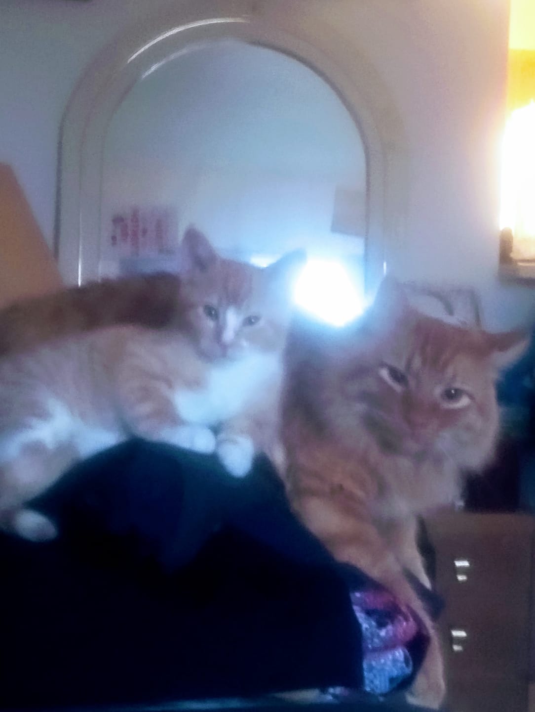 Customer photo review of Cat Allergy Relief & Immune Support Remedy