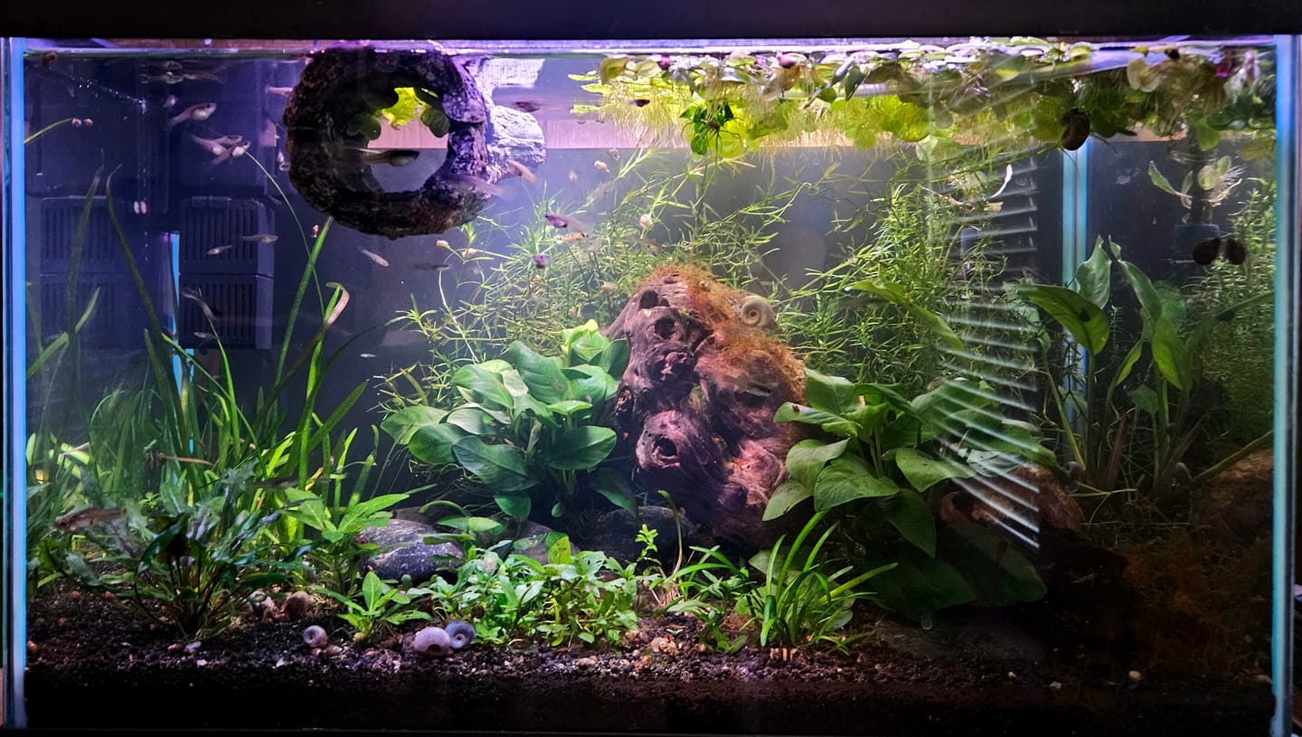 Customer photo review of Shark PRO NANO