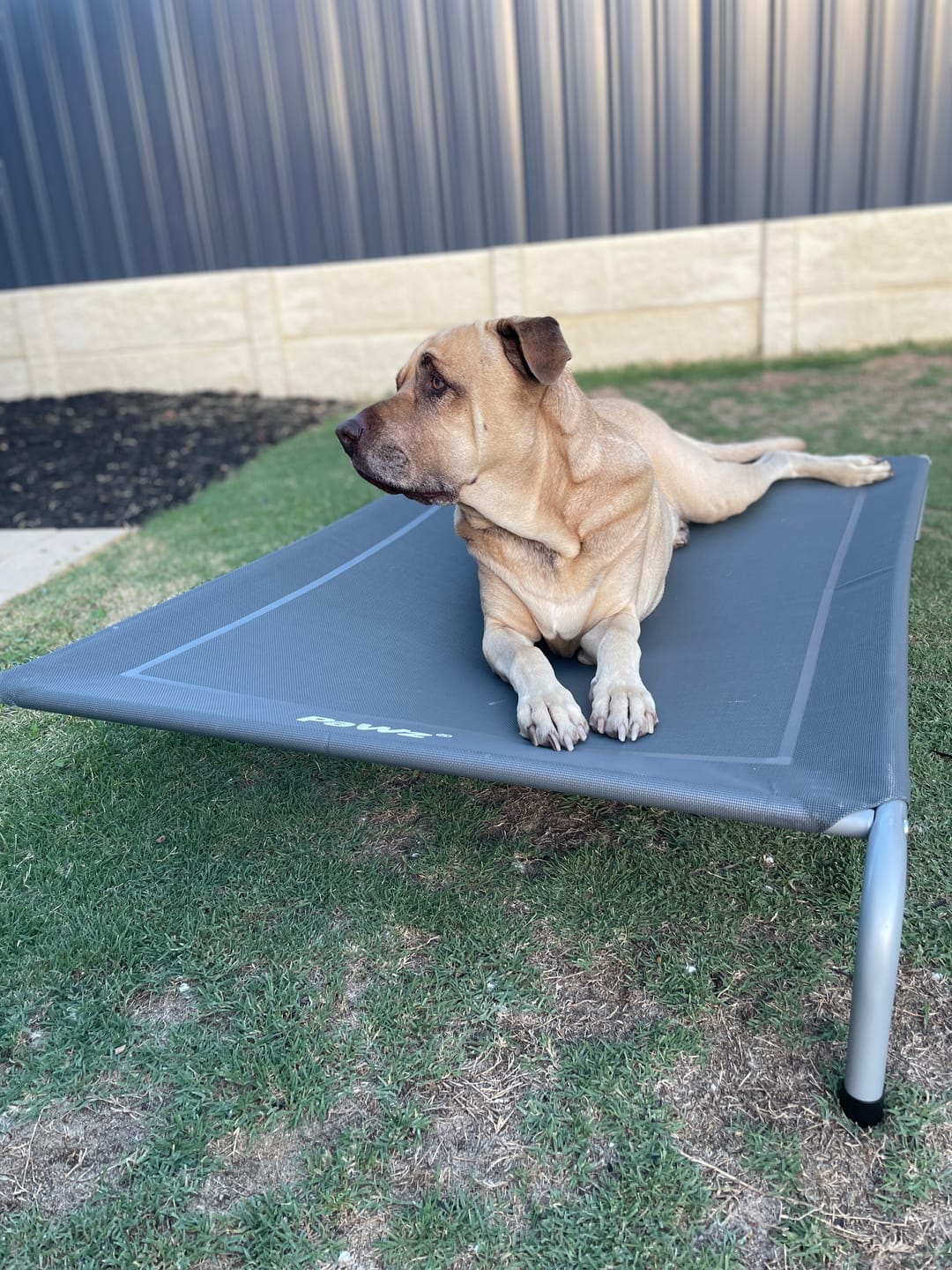 Customer photo review of Pawz Pet Trampoline