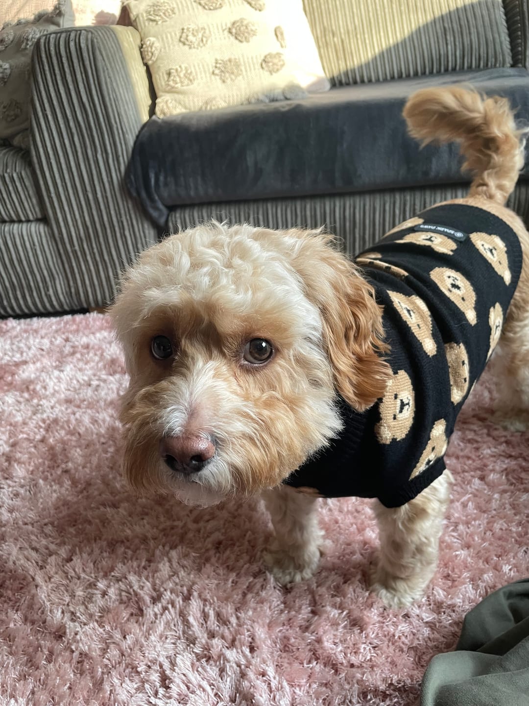 Customer photo review of Broken Teddy Bear Knit Dog Sweater - Black