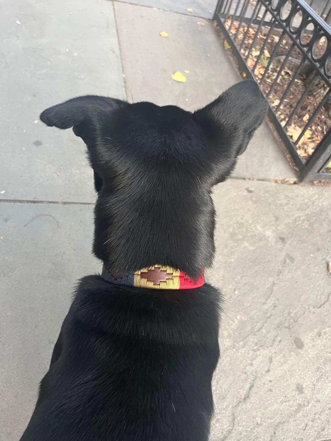 Customer photo review of Embroidered Leather Dog Collar (Calandria)