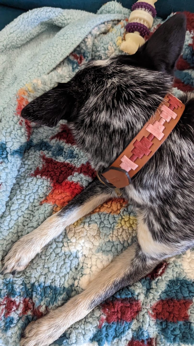 Customer photo review of Embroidered Leather Dog Collar (Strawberry)