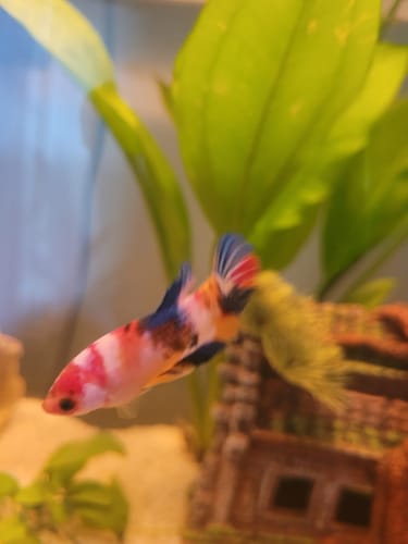 Customer photo review of Koi Nemo Female Betta Fish Sorority | Successful Sorority Pack