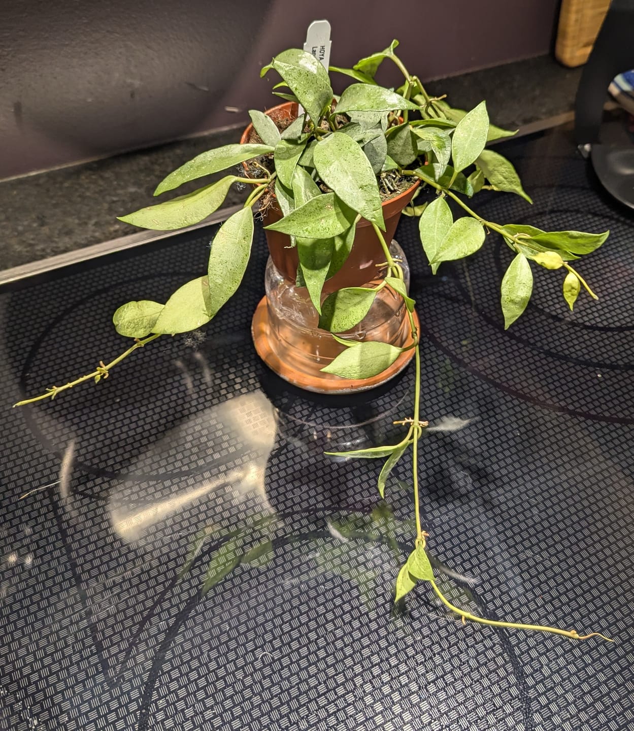 Customer photo review of Hoya lacunosa 'Mint'