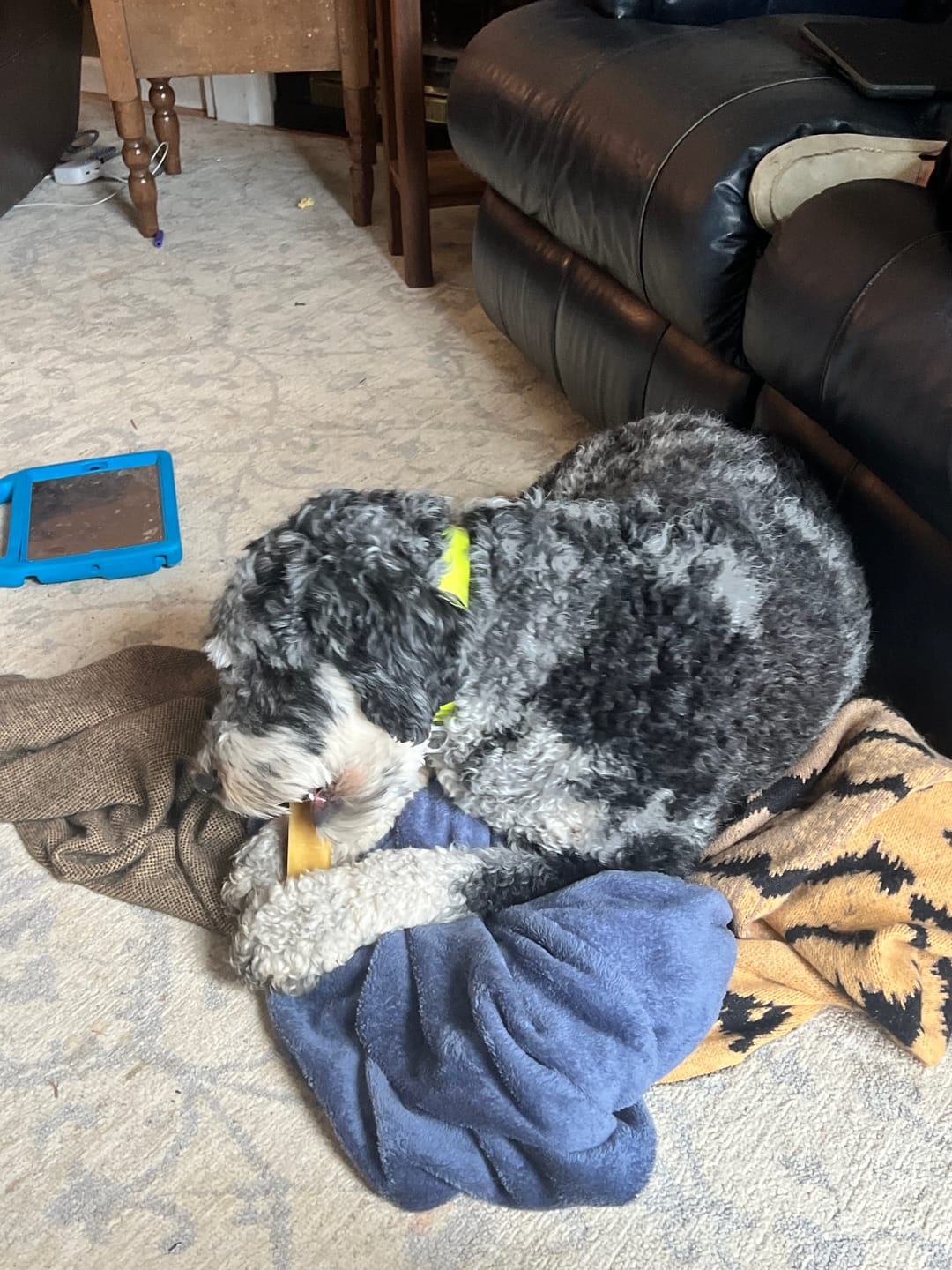 Customer photo review of Himalayan Yak Chew (LARGE)