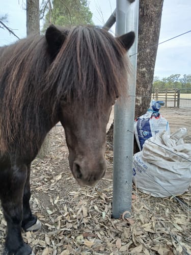 Customer photo review of Queen's Brush - Royal Mane & Tail Brush
