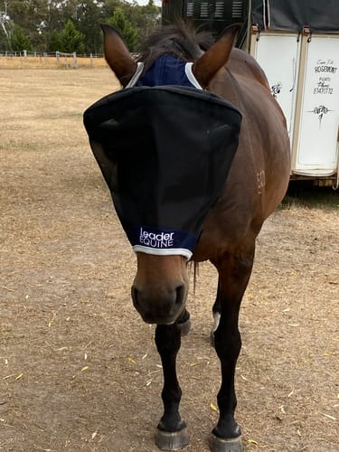 Customer photo review of LE Outback Fly Mask