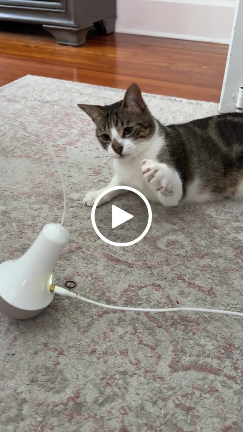 Customer video review of Roly Poly Cat Toy