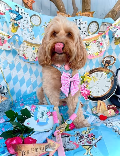 undefined review of ID Tag - Mad Hatters Tea Party image 1 out of 2