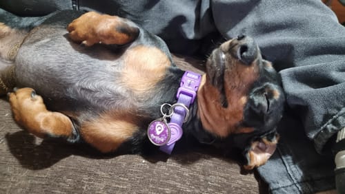 Customer photo review of Pack Neopro Morado