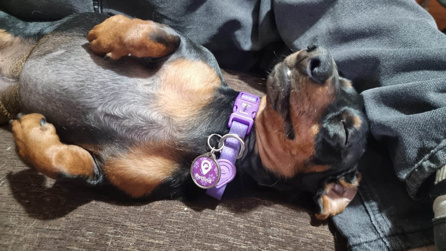 Customer photo review of Pack Neopro Morado