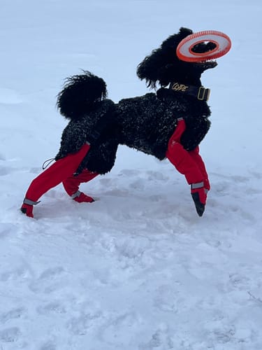 Customer photo review of 2" Luxe Martingale Dog Collar - Gold Camo