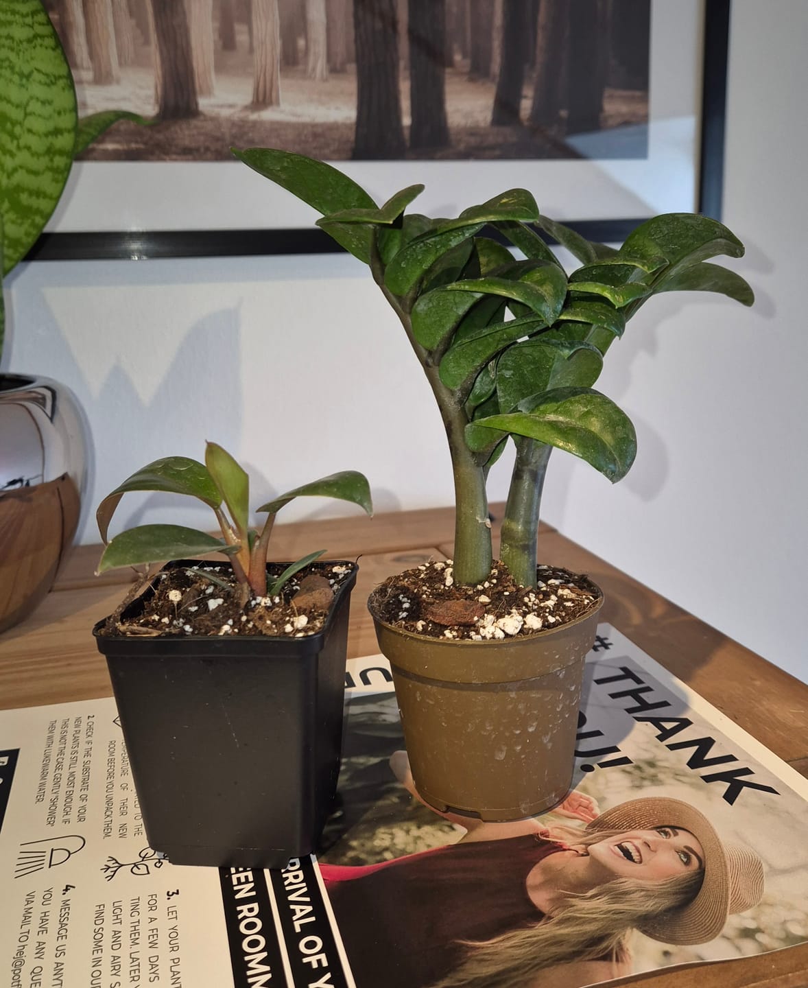 Customer photo review of ZAMIOCULCAS ZENZI