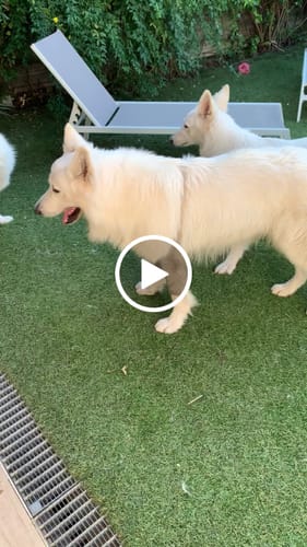 Customer video review of Baume "Le Miraculeux" pour chiens 100% naturel