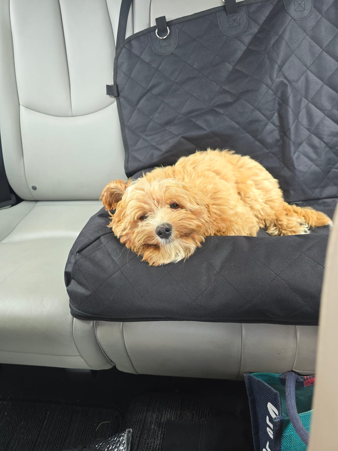 Customer photo review of Pet Seat Belt