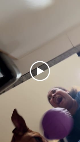 Customer video review of Grizzly Tug Toy