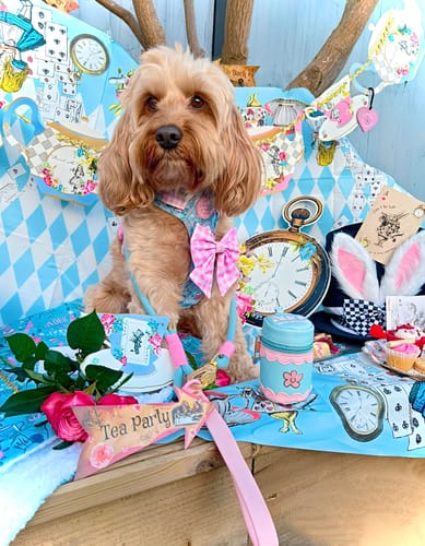 Customer photo review of 4ft Rope Lead - Mad Hatters Tea Party