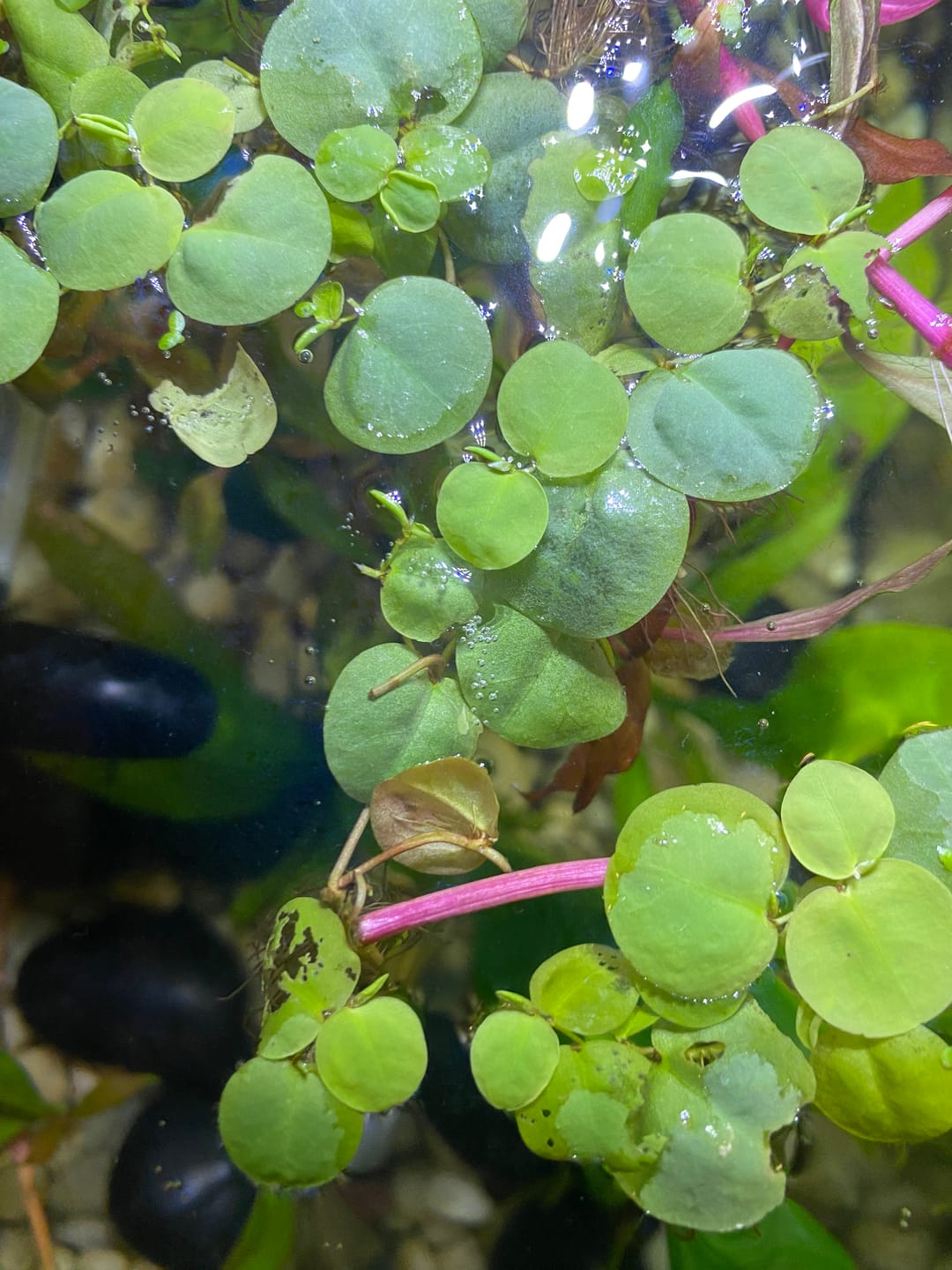 Customer photo review of Red Root Floaters