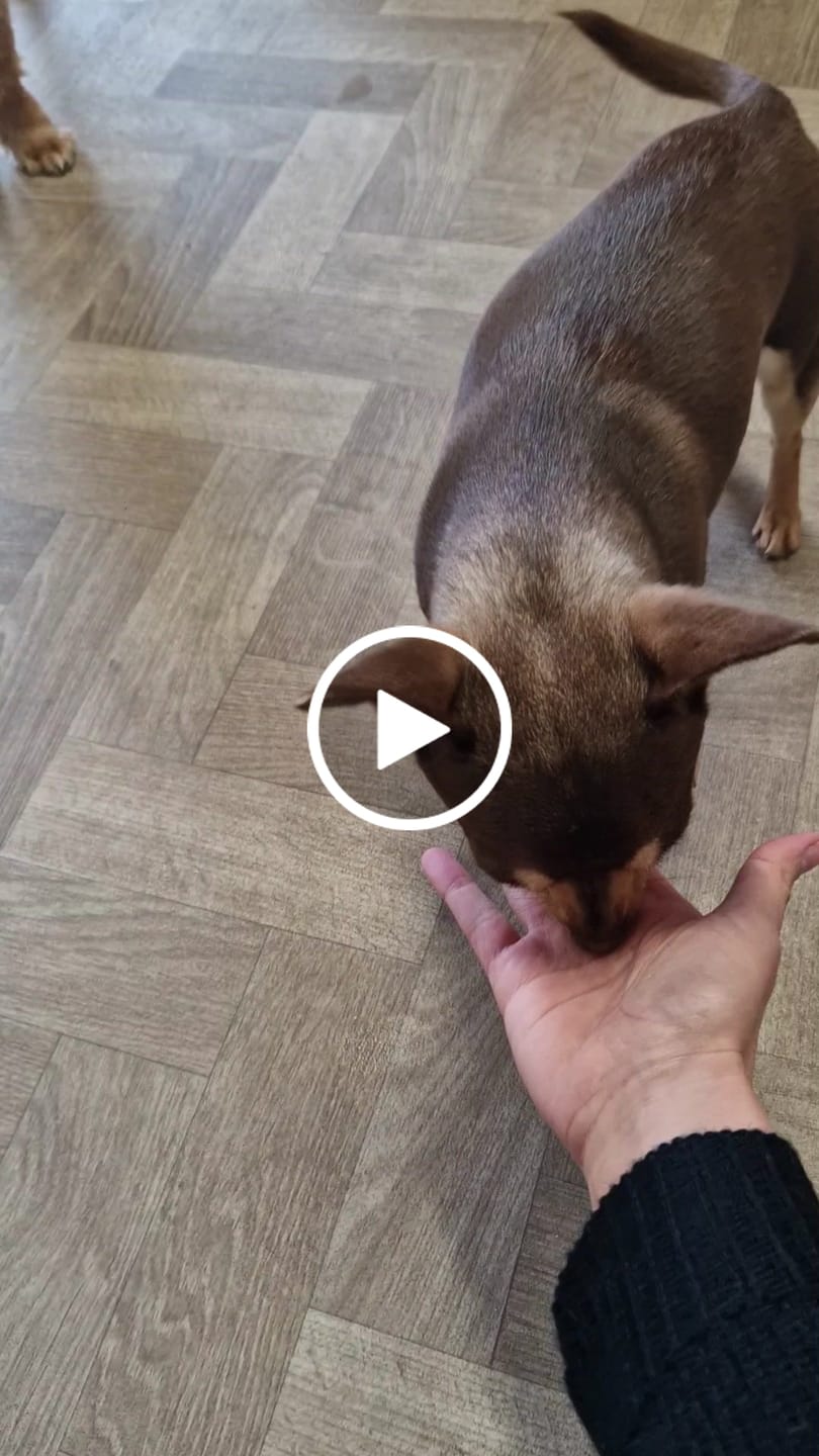 Customer video review of Total Probiotic Tablets For Dogs