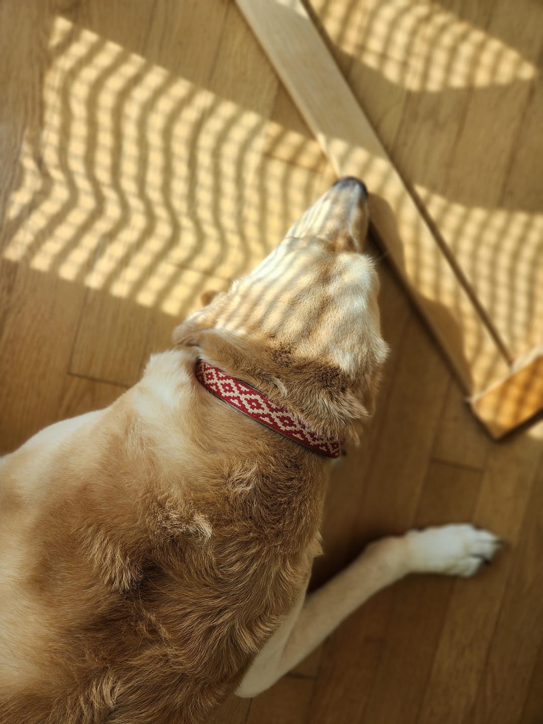 Customer photo review of Guarda Pampas Leather Dog Collar (Red)